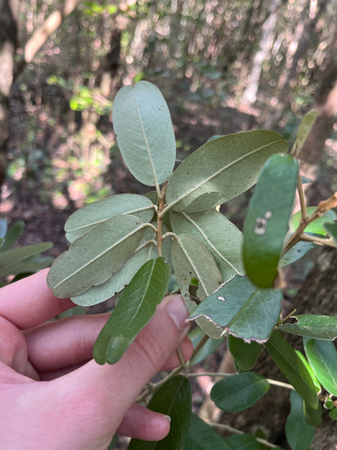 Jamaican caper (Quadrella cynophallophora)