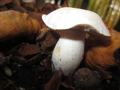 Cortinarius anomalus