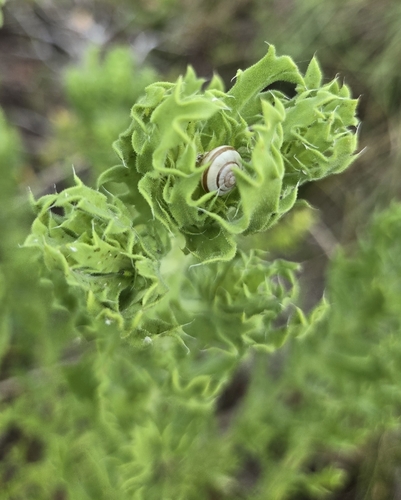 Camphor Daisy (Rayjacksonia phyllocephala)