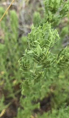 Rayjacksonia phyllocephala, photograph 5