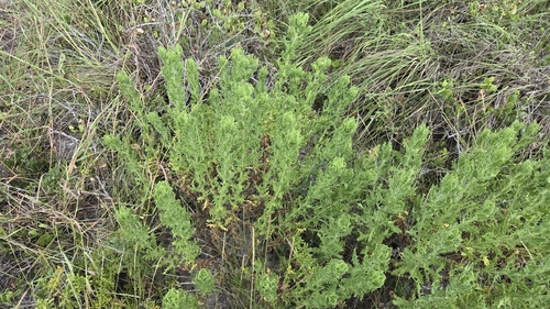 Rayjacksonia phyllocephala, photograph 6