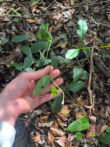 Passiflora multiflora, photograph 6
