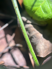 Passiflora multiflora, photograph author not stated, no rights reserved
