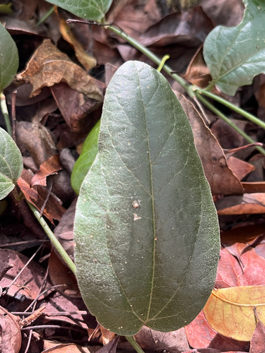 Passiflora multiflora, photograph 2