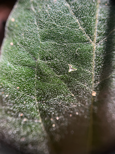 Passiflora multiflora, photograph 3
