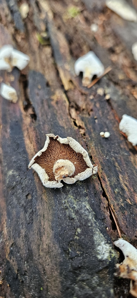 Panellus stipticus · March 2026 · photo: © run4 (iNaturalist, cc-by)