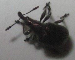 Involvulus cupreus