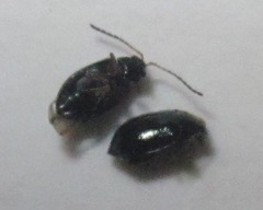 Aphthona euphorbiae