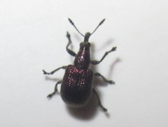 Involvulus cupreus