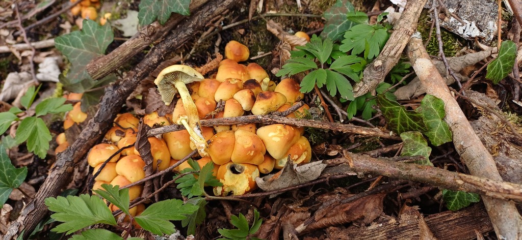 Hypholoma fasciculare