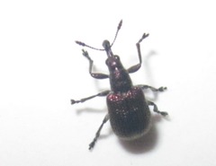Involvulus cupreus