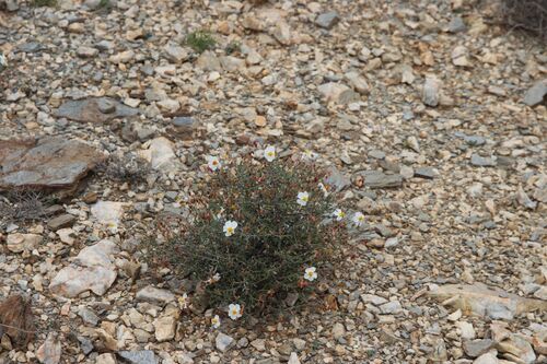 Helianthemum almeriense (Helianthemum almeriense)