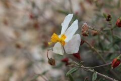 Helianthemum almeriense, photograph (c) Olivier Argagnon, some rights reserved (CC BY)
