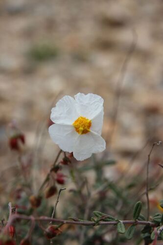 Helianthemum almeriense, photograph 5