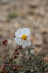 Helianthemum almeriense, photograph (c) Olivier Argagnon, some rights reserved (CC BY)