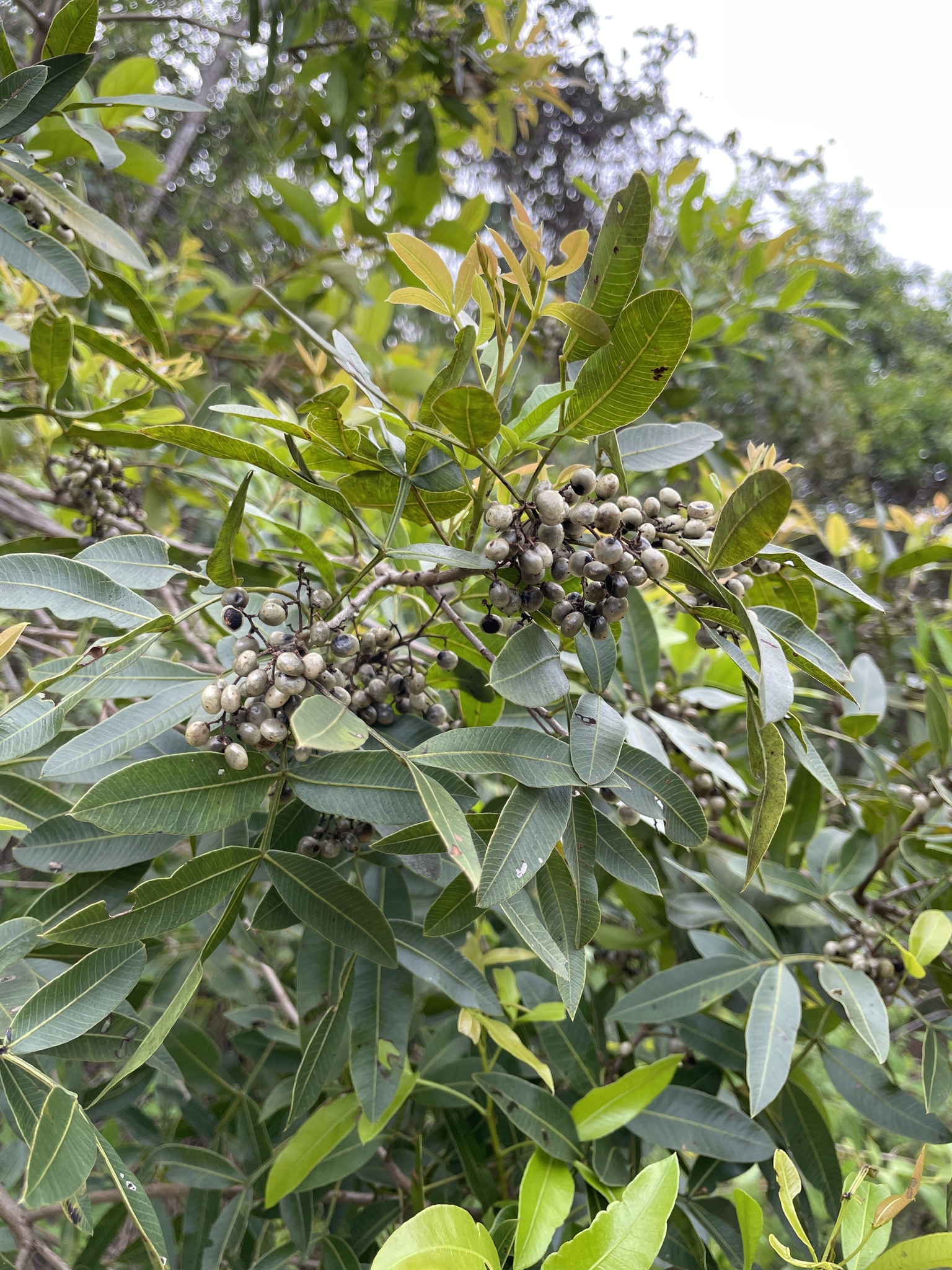 Imagem de Aroeira branca