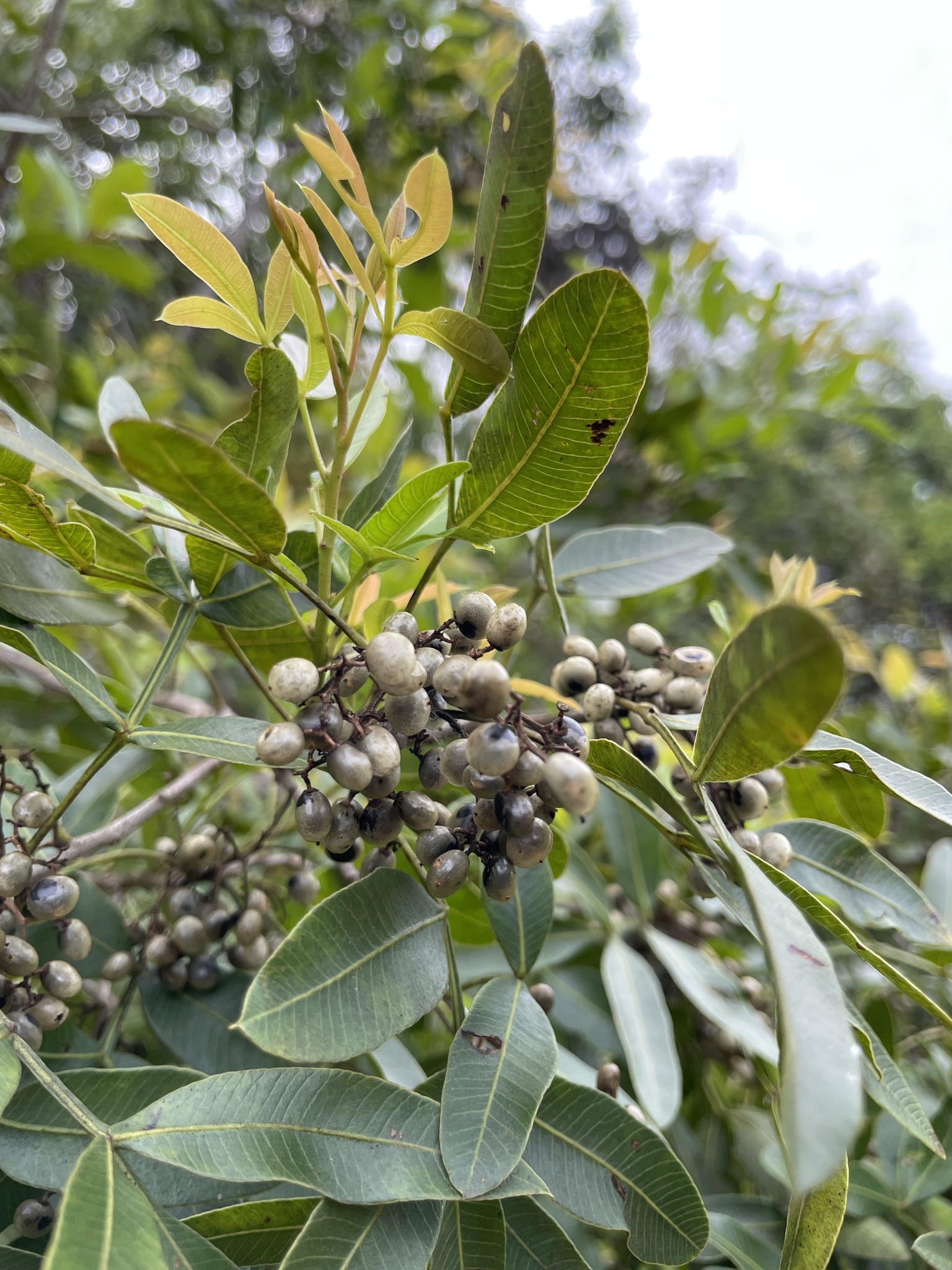 Aroeira Blanca (Lithraea molleoides)