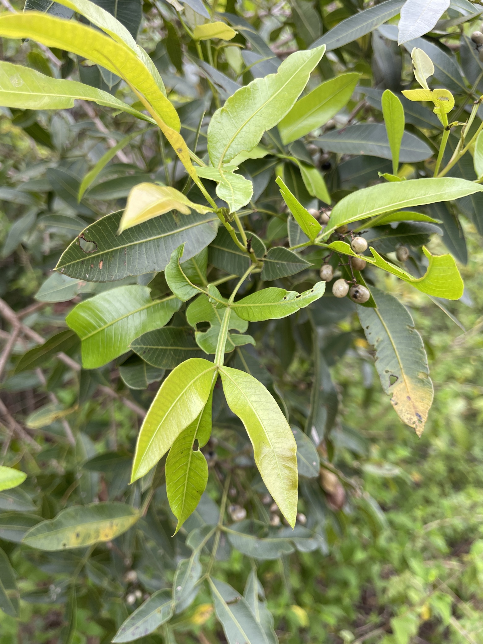 Imagem de Aroeira branca