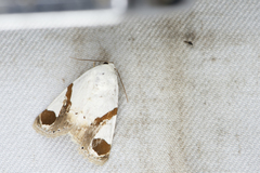 Sphragifera biplagiata