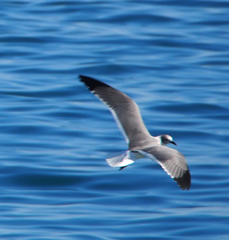 Leucophaeus atricilla