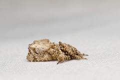 Callopistria guttulalis