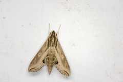 Hippotion velox