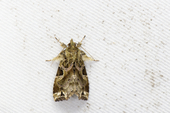 Callopistria phaeogona