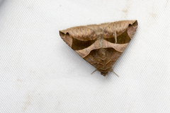 Bastilla arcuata