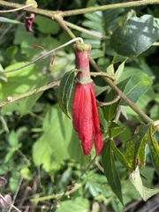 (c) B. Phalan, some rights reserved (CC BY) Passiflora edmundoi, photograph (c) B. Phalan, some rights reserved (CC BY)