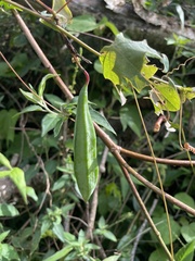 Passiflora edmundoi, photograph (c) B. Phalan, some rights reserved (CC BY)