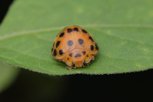 Hadda Beetle photo 5