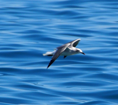 Leucophaeus atricilla