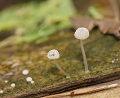Mycena piringa