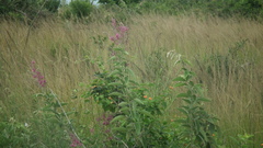 Pseudarthria hookeri