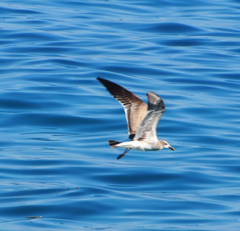Leucophaeus atricilla