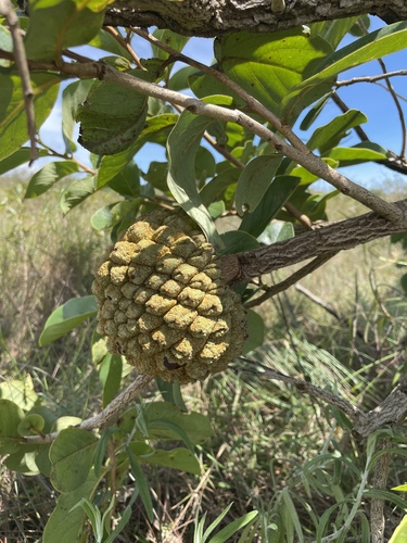 Annona crassiflora (Annona crassiflora)