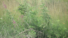 Pseudarthria hookeri