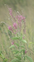 Pseudarthria hookeri