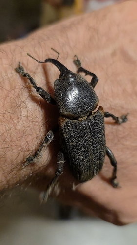 Homalinotus validus