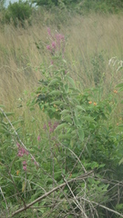 Pseudarthria hookeri