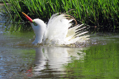 Ardea intermedia plumifera