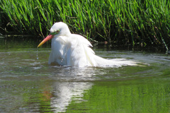 Ardea intermedia plumifera