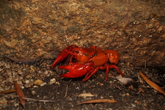 Euastacus suttoni