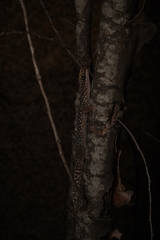 Oedura tryoni