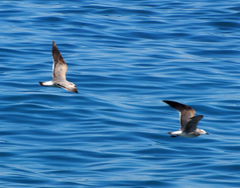 Leucophaeus atricilla