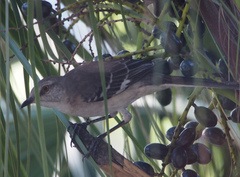 Mimus polyglottos