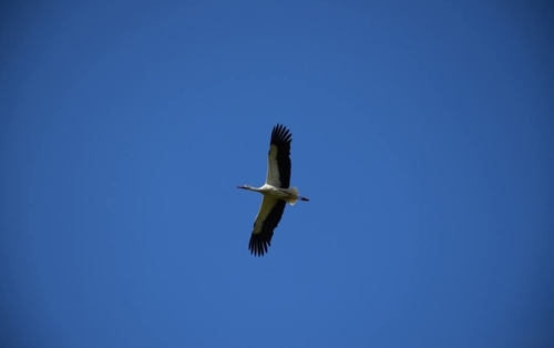 White Stork