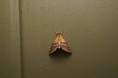 Tetracona amathealis