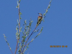 Luscinia svecica svecica
