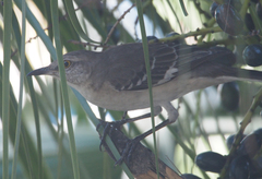 Mimus polyglottos